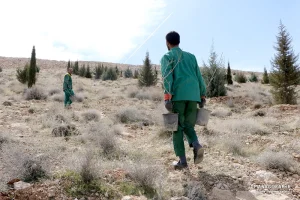 کاشت نهال در ارتفاعات پارک کوهستان نور شیراز