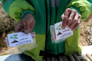 کاشت نهال در ارتفاعات پارک کوهستان نور شیراز