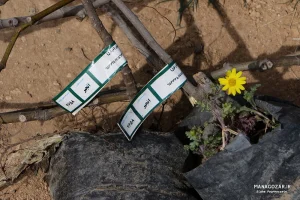 کاشت نهال در ارتفاعات پارک کوهستان نور شیراز
