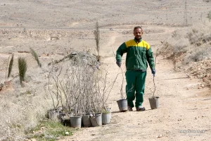 کاشت نهال در ارتفاعات پارک کوهستان نور شیراز